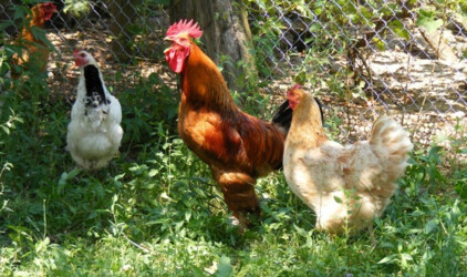 В Башкирии хотят поднять цены на мясо птицы и яйца