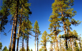 Подведены итоги анализа работ по сохранению лесов в 25 регионах России
