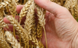 В Башкирии закупочные цены на зерно выросли на 20%