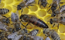 В Башкирии пасечникам возместят убытки после массовой гибели пчел