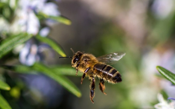 В Башкирии пасечники получили 17 млн рублей за погибших пчел
