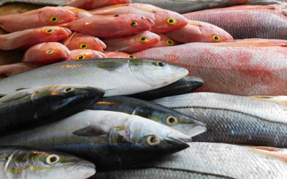 В Башкирии в рыбоводный комплекс вложат 1,2 млрд рублей