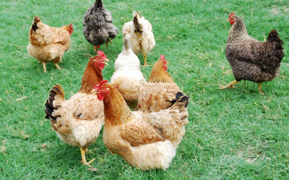 «Черкизово» инвестирует 500 млн рублей в увеличение производства мяса птицы в Башкирии