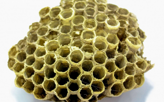 В Башкирии при господдержке запустили производство пчелиного воска