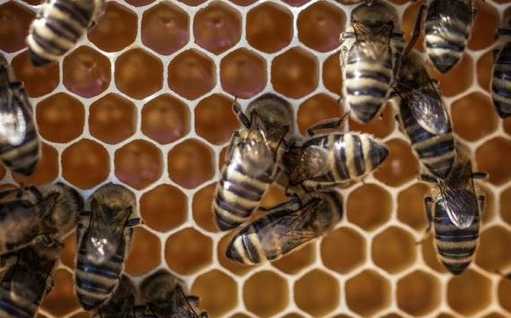 В Башкирии поддержат пчеловодов