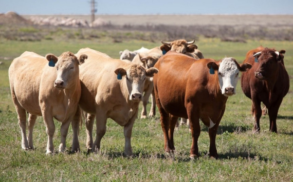 В Башкирии на покупку племенного скота выделят субсидии в размере 67,8 млн рублей