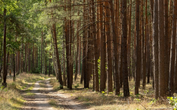В Башкирии в сферу лесного хозяйства направили 1,16 млрд рублей
