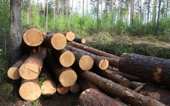 В Башкирии будут увеличены объёмы вырубки лесов