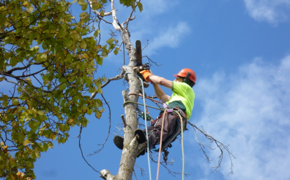Уфимские коммунальщики в 2018 году уничтожили 2,7 тысячи аварийных деревьев